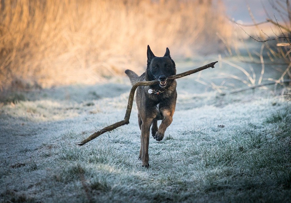 Entorno: ¿cómo y dónde debe vivir un perro?