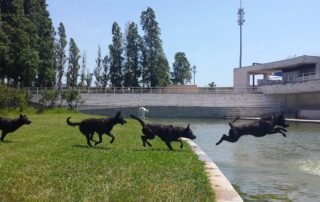 Antonio kira Landing Tandem Dogs